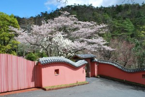 桜情報②　見ごろを迎えています！-13